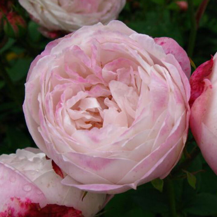 楽天市場】◇OUTLET ROSE◇ [楽天市場限定販売]バラ苗 【マダム 