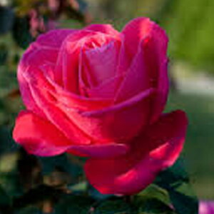 o c yo }AJX (CL)  Ԃ炫z 2N ڂؑc A[` KN [Y o  c