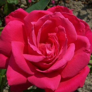 o c y}AJX (HT)  lG炫z 2N ڂؑc KN [Y o  c