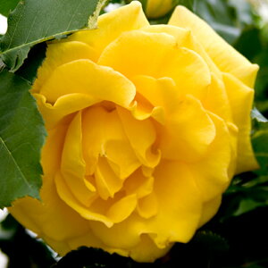 o c y}R|[ (HT)  lG炫z 2N ڂؑc KN [Y o  c