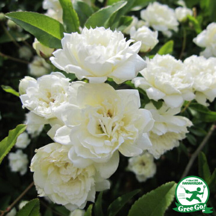 楽天市場 期間限定10 Off バラ 苗 モッコウバラ 白花 Cl 一季咲き プラスチック鉢植え アーチ向け 薔薇 ローズ バラ の 苗 苗木の専門店 グリーンでｇｏ