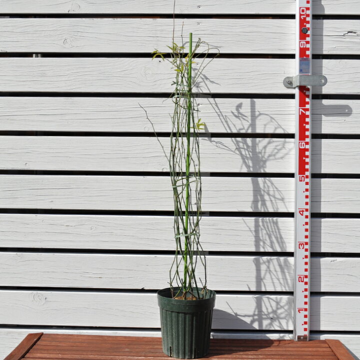 楽天市場 期間限定10 Off バラ 苗 モッコウバラ 白花 Cl 一季咲き プラスチック鉢植え アーチ向け 薔薇 ローズ バラ の 苗 苗木の専門店 グリーンでｇｏ