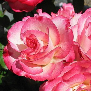 o c yjR (FL)  lG炫z 2N ڂؑc KN [Y o  c