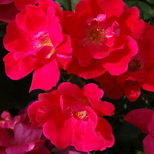 o c  ymbNAEg (FL)  lG炫z 2N ڂؑc KN [Y o  c  o 