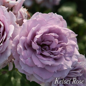 o c  ym@[X (HT)  lG炫z 2N ڂؑc KN [Y o  c  o 