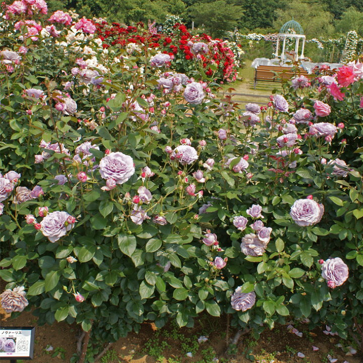 バラ 苗 京成 【ノヴァーリス (HT) 中輪 四季咲き】 2年生 接ぎ木大苗 薔薇 ローズ バラ の 苗 京成 バラ 園 苗木の専門店 グリーンでGO! 予約販売 バラ苗 バラ大苗 コルデス ノヴァーリス 登録品種 薔薇 ばら 送料無料 京成バラ園 大苗 紫 kso 12月上旬以降発送