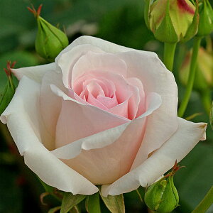 バラ 苗 【つるバラ オフィーリア (CL) 一季咲き】 3年生 接ぎ木 約1.3m 大苗 (長尺苗) アーチ向け 薔薇 ローズ バラ の 苗