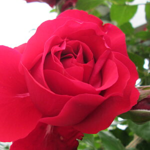 OUTLET ROSE [yVs̔]o c yo I[u (CL) Ԃ炫z 2N ڂؑc A[` KN [Y o  c
