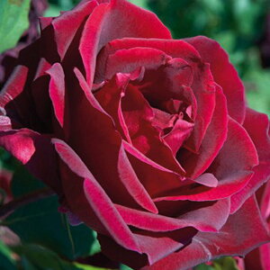 o c yppCA (HT)  lG炫z 2N ڂؑc KN [Y o  c