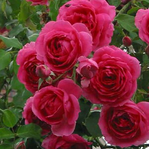  JԌ㋭芔 ԉȂ o c yo p[h (CL) Ԃ炫z 3N ڂؓc (ڕc) ij[ܕtj A[` KN [Y o  c kCE