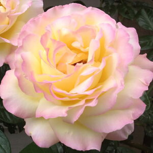  JԌ㋭芔 ԉȂ o c yo s[X (CL)  Ԃ炫z 3N ڂؓc (ڕc) ij[ܕtj A[` KN [Y o  c kCE