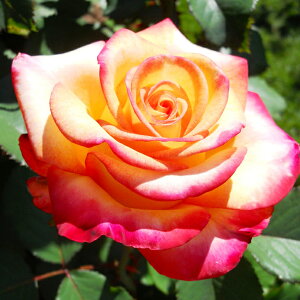 o c ys[X (HT)  lG炫z 2N ڂؑc KN [Y o  c