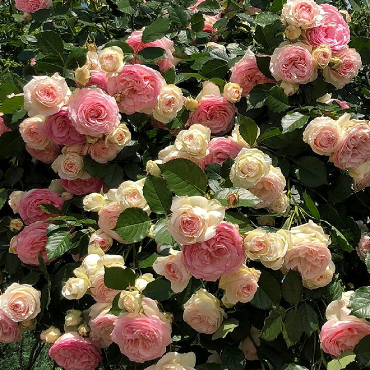 ブラン ピエール ドゥ バラ ロンサール7号長尺 京成バラ園芸 薔薇 鉢植え お手軽価格で贈りやすい ドゥ