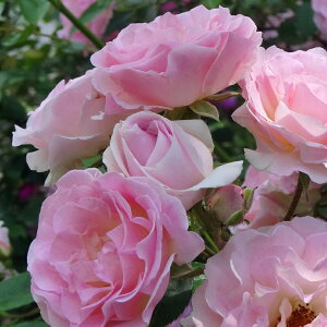 楽天市場 バラ苗 系統から探す クライミングローズ つるバラ ピンク色系 ピンクサマースノー 春かすみ 苗木の専門店 グリーンでｇｏ