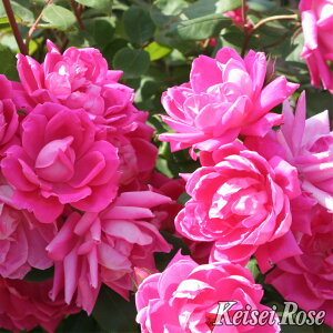 o c  ysN_umbNAEg (FL)  lG炫z 2N ڂؑc KN [Y o  c  o 