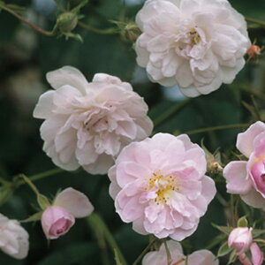 o c yo |[Yq}XN (CL) ~jo G炫z 2N ڂؑc A[` KN [Y o  c