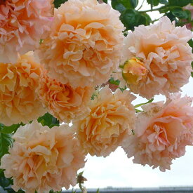 バラ苗 【つるバラ ポルカ (CL) 大輪 返り咲き】 1年生 接ぎ木 新苗 アーチ向け 薔薇 ローズ バラ の 苗