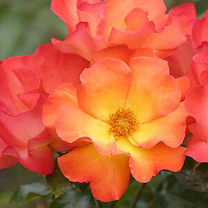 o c yvC{[C (FL)  lG炫z 2N ڂؑc KN [Y o  c