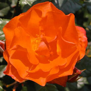 o c yvZX~`R (FL)  lG炫z 2N ڂؑc KN [Y o  c