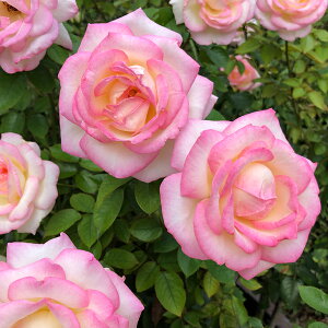 o c yo vZX h iR (CL)  Ԃ炫z 3N ڂ 1.3m c (ڕc) A[` KN [Y o  c