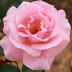 o c yNC[GUxX (HT)  lG炫z 2N ڂؑc KN [Y o  c