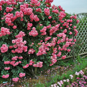 o c yrB[jA (CL)  lG炫z 2N ڂؑc KN [Y o  c