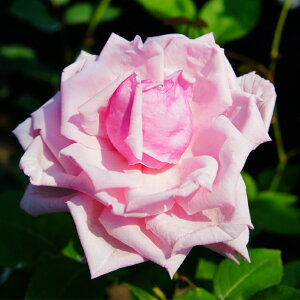 o c yo  tX (CL)  G炫z 2N ڂؑc A[` KN [Y o  c