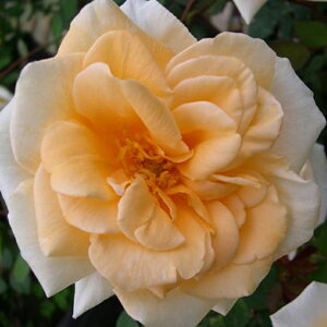 o c yo fBqh (CL)  Ԃ炫z 3N ڂ 1.3m c (ڕc) A[` KN [Y o  c