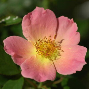 o c  yC{[mbNAEg (FL)  lG炫z 2N ڂؑc KN [Y o  c  o 