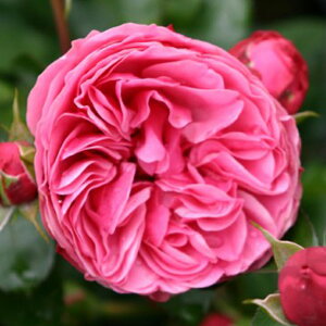 o c yo Iih_r` (CL) Ԃ炫z 3N ڂ 1.3m c (ڕc) A[` KN [Y o  c