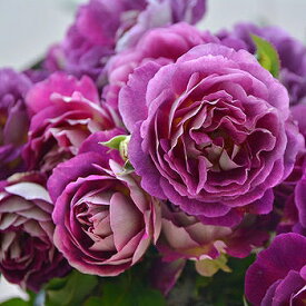 バラ 苗 ロサオリエンティス 【オルフェオ (FL) 中輪 四季咲き】 2年生 接ぎ木大苗 薔薇