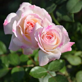 楽天市場 ロサオリエンティス 送料無料の通販