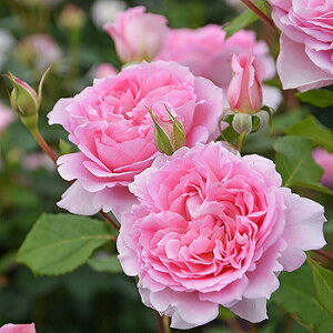 o c TIGeBX yw (FL)  lG炫z 2N ڂؑc KN