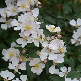 楽天市場 小輪 バラの通販