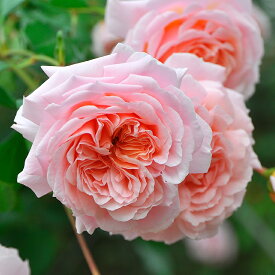 楽天市場 ロサオリエンティス 送料無料の通販