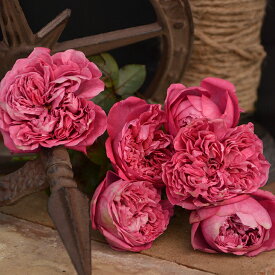 楽天市場 ロサオリエンティス 送料無料の通販