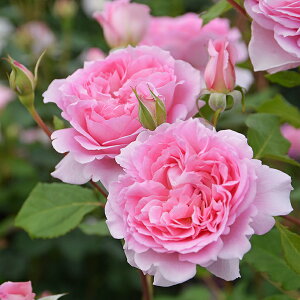 [yVsX艿i] OGO!H̃K[fjOՁ o c TIGeBX yw (FL)  lG炫z 3N ڂ 1.3m c (ڕc) KN [Y