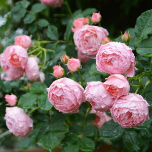 o c TIGeBX y}ebN `` (FL)  JԂ炫z 2N ڂؑc KN [Y