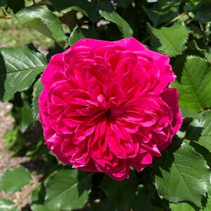 o c TIGeBX yt[Y (FL)  lG炫z 2N ڂؑc KN [Y