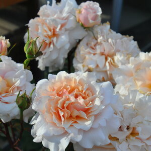 o c TIGeBX yx EFU[X^bt (FL)  lG炫z 2N ڂؑc KN [Y