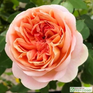 o c TIGeBX yW[ Fk (FL)  lG炫z 2N ڂؑc KN [Y