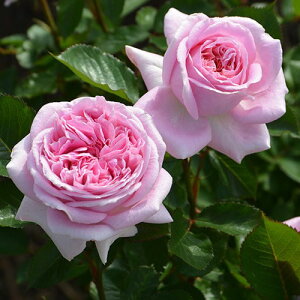 o c TIGeBX yA[mbNX (Cio)  lG炫z 2N ڂؑc KN [Y