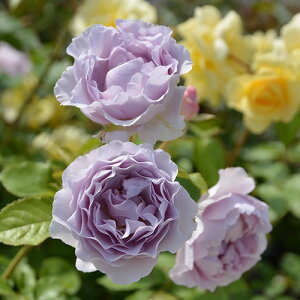 o c TIGeBX yJ~[ iLSj mo^in  JԂ炫z 2N ڂؑc KN [Y