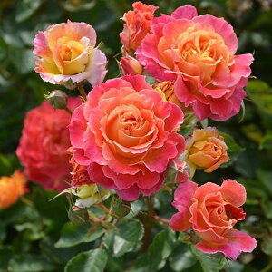 o c TIGeBX yV[ iFLj mo^in  lG炫z 2N ڂؑc KN [Y