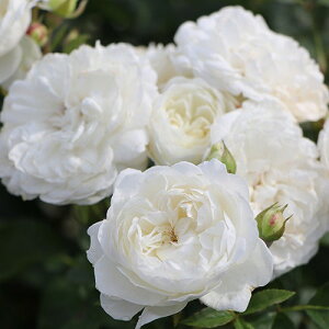 o c TIGeBX ygjeB iLSj mo^in  lG炫z 2N ڂؑc KN [Y