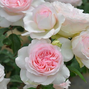 o c TIGeBX yNT[k iLSj mo^in  lG炫z 2N ڂؑc KN [Y