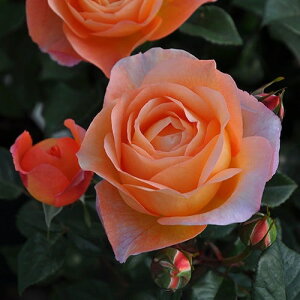 o c TIGeBX yr iLSj mo^in  lG炫z 2N ڂؑc KN [Y