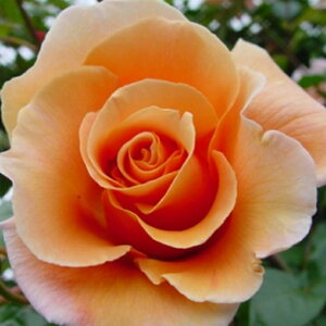 o c yo CTZbg (CL)  Ԃ炫z 3N ڂ 1.3m c (ڕc) KN [Y o  c