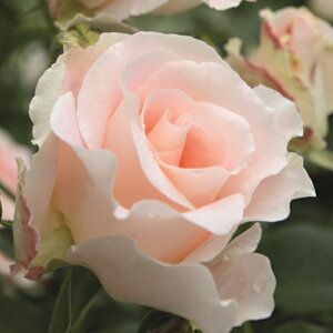 o c yo RR (CL)  Ԃ炫z 2N ڂؑc A[` KN [Y o  c