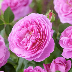 バラ苗【ルイーズドオディエ（old）オールドローズ中輪返り咲き】2年生接木大苗スリット鉢植え2年間植え替え不要薔薇ローズ